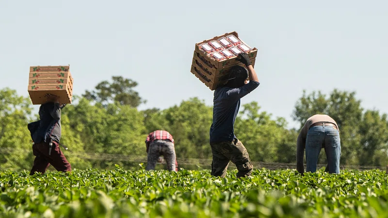 Farm Workers Images Free Photos, PNG Stickers, Wallpaper