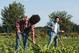 Vegetable farmer